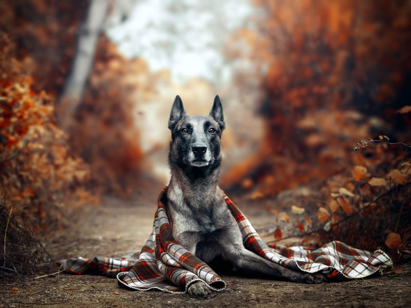 Zorro