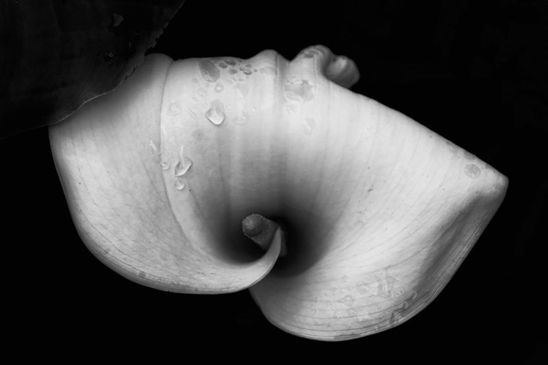 CALA
