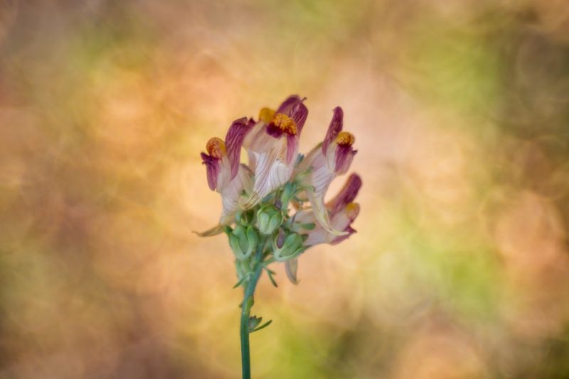 Linaria